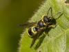 Ancistrocerus sp.